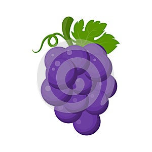 Fresh fruit purple grape with green leaf vine cartoon vector isolated illustration