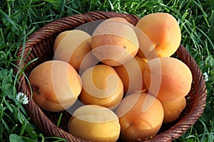 Fresh fruits apricots