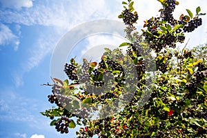 Fresh fruits of black chokeberry (aronia)