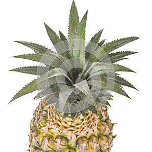 Fresh fruits,Pine apple