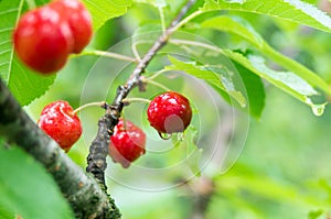 Fresh fruits of red cherry. Red cherries with drops of rain. Green leaf background. Closeup