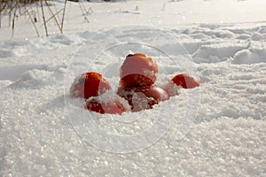 Fresh fruits in white snow during winter