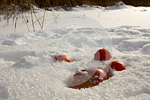 Fresh fruits in white snow during winter