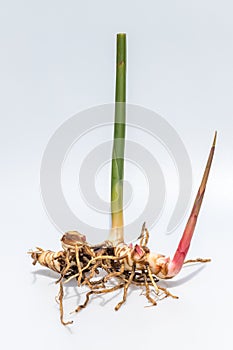 Fresh galangal. Greater Galangal, False Galangal, Alpinia galanga L. Willd. Stalks, Thailand herb has medicinal properties.