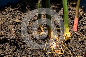 Fresh galangal. Greater Galangal, False Galangal, Alpinia galanga L. Willd. Stalks, Thailand herb has medicinal properties.