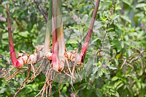 Fresh galangal. Greater Galangal, False Galangal, Alpinia galanga L. Willd. Stalks, Thailand herb has medicinal properties.