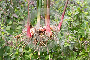 Fresh galangal. Greater Galangal, False Galangal, Alpinia galanga L. Willd. Stalks, Thailand herb has medicinal properties.