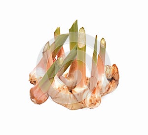 Fresh galangal isolated white backgroun