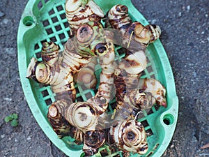 Fresh galangal rhizomes (Alpinia galanga)