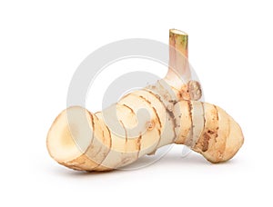 Fresh galangal rhizomes photo