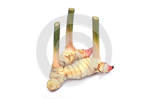 Fresh galangal rhizomes on white background photo