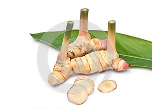 Fresh galangal rhizomes on white background photo