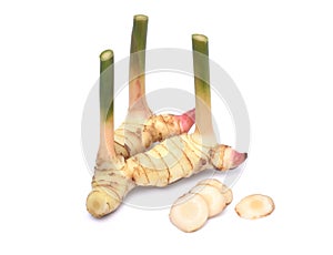 Fresh galangal rhizomes on white background photo