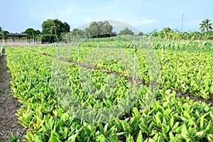 Fresh galingale field