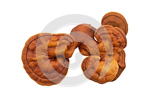 Fresh ganoderma lucidum or reishi , lingzhi mushroom isolated on  background with clipping path.top view,flat lay