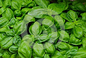 albahaca - basil photo