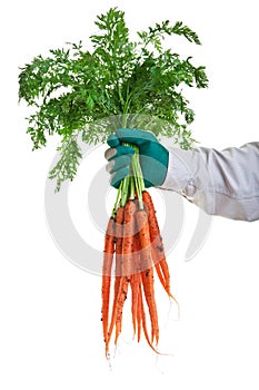 Fresh Garden Carrots