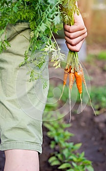 Fresh garden carrots