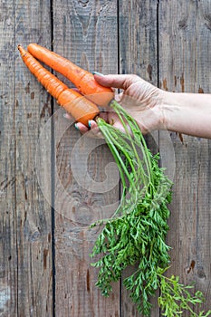 Fresh garden carrots in the hand