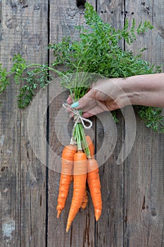 Fresh garden carrots in the hand