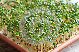 Fresh garden cress sprouts or microgreens