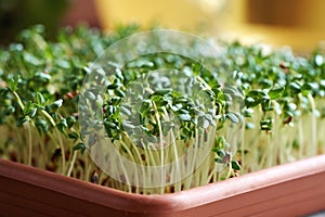 Fresh garden cress sprouts or microgreens growin in a container