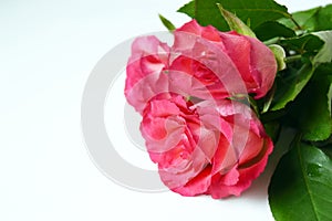Fresh garden flowers on white background. Bouquet pink roses