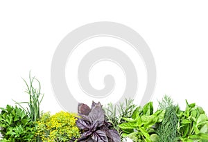 Fresh garden herbs