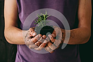 Fresh garden herbs. Gardener holding fresh parsley, close-up