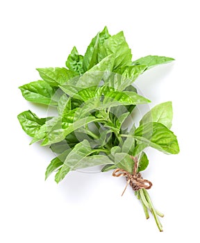 Fresh garden herbs. Green basil