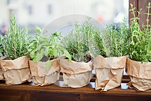 Fresh garden herbs in pots