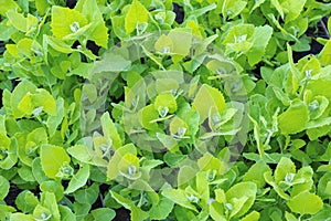 Fresh Garden Orache, Atriplex hortensis or French spinach, loboda