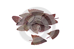 Fresh Garden Orache leaves