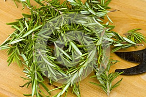 Fresh garden organic rosemary herb