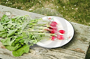 Fresh garden radish in a bowl/fresh garden radish in a bowl on an old wooden table, top view