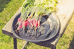 fresh garden radish in a garden/fresh radish in a black bowl in the open air. Top view