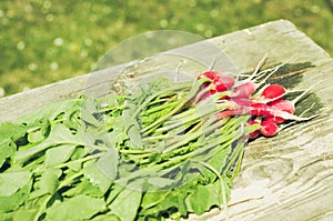 fresh garden radish on an old wooden background/fresh garden radish on an old wooden background