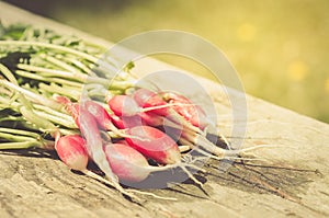 fresh garden radish on an old wooden background/fresh garden radish on sunlight