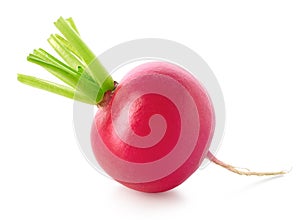 Fresh garden radish on white background