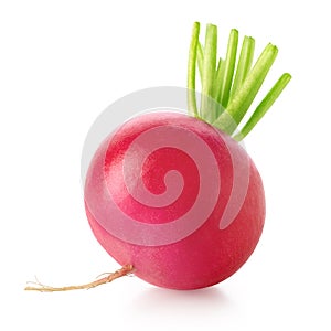 Fresh garden radish on white background