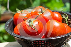 Fresh garden red tomatoes healthy