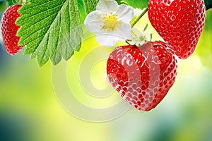Fresh garden strawberry