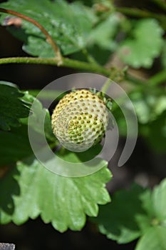 Fresh Garden Strawberry Not Yet Ripe in a Garden