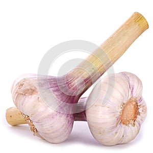 Fresh Garlic