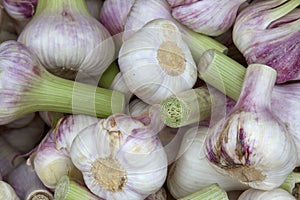 Fresh Garlic