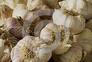Fresh garlic