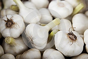 Fresh garlic