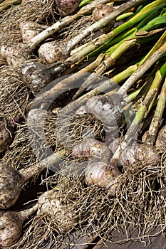 Fresh garlic (Allium sativum) bulbs photo