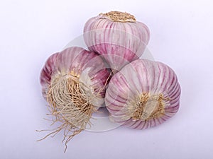 Fresh garlic bulb