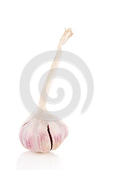 Fresh garlic bulb